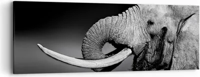 Produktbild von Bild auf Leinwand - Leinwandbild - Elefant Stoßzahn Natur - 90x30cm - Wand Bild - Wanddeko - Leinwanddruck - Bilder - Kunstdruck - Wanddekoration - Leinwand bilder - Wandkunst - AB90x30-3443