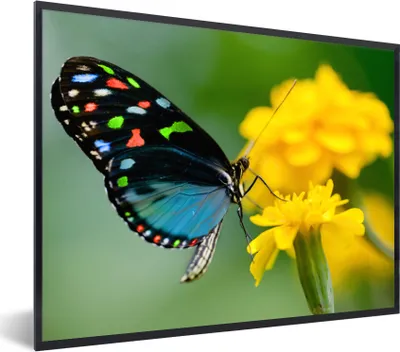 Produktbild von MuchoWow® Gerahmtes Poster Schmetterling - Blume - Tier - Insekt 80x60 cm - Poster mit Schwarzem Bilderrahmen Wandposter Rahmen Foto Bilder - Schwarzem - Mit Gestell
