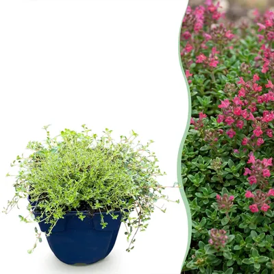 Produktbild von Green boutiQ - Stauden - Thymus praecox Red Carpet - KriechThyme - Duftend - Rot-Rosa - 12 Pflanzen - Topf 11cm - Höhe 15-25cm