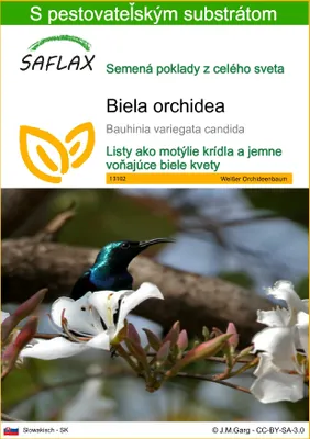 Obrázok produktu pre SAFLAX - Biela orchidea - Bauhinia variegata candida - 5 Semená - S pestovateľským substrátom bez klíčkov
