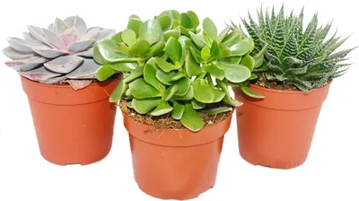 Immagine prodotto di Set di 3 piante grasse - 3 piante diverse in un vaso da 12 cm