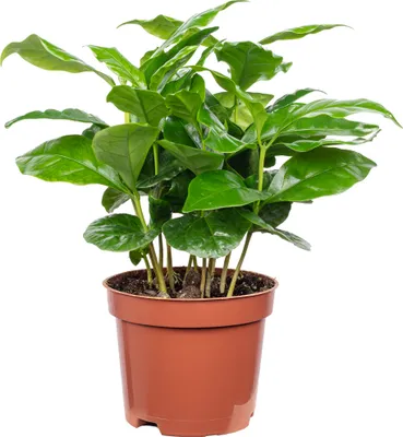 Produktbild von Coffea arabica – Exotische Kaffeepflanze für dein Zuhause, ca. 15 cm hoch, Topf-Ø 9 cm