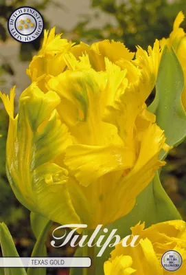 Artikelbild 2 von 'Tulpe Texas Gold (7 Stück)' aus der Kategorie Tulpenzwiebeln