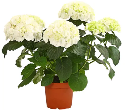 Produktbild von Dehner Hortensie, üppige weiße Blütenbälle, ca. 40-50 cm, Ø Topf 13 cm, Zierstrauch