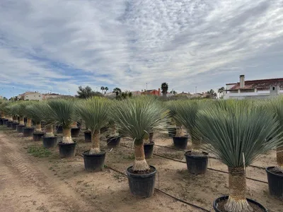 Zdjęcie produktu dla Sunny Tree - Yucca Rostrata - Palma - wysokość pnia 50/60 cm - 160 cm - Zimotrwała lilia palmowa