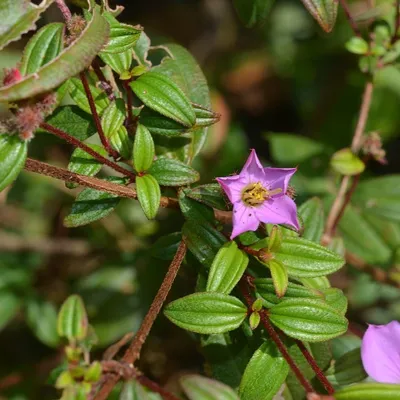 Image de Graines de Bovitiya (Osbeckia octandra) - 20 graines