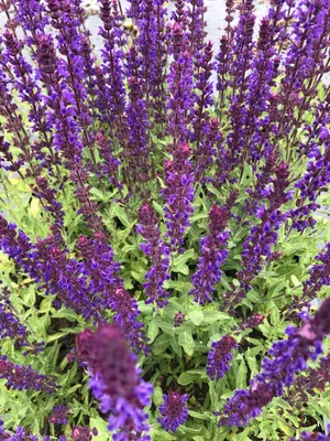 Obrázok produktu pre 6 x Salvia nemorosa 'Caradonna' - Šalvia okrasná - kvetináč 9x9 cm
