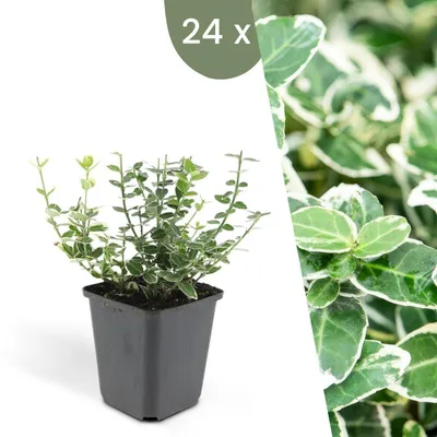 Produktbild von Plants by Frank | 24 Bunte Spindelstrauch Pflanzen | Euonymus 'Emerald 'n Gaiety' | Bodendecker | Winterhart | Gartenpflanzen