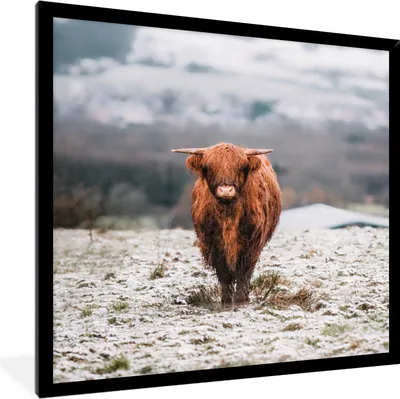 Produktbild von MuchoWow® Gerahmtes Poster Schottischer Highlander - Schnee - Berg 40x40 cm - Poster mit Schwarzem Bilderrahmen Wandposter Rahmen Foto Bilder - Mit Rahmen - Wanddekoration Schlafzimmer