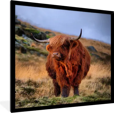 Produktbild von MuchoWow® Gerahmtes Poster Schottische Highlander - Gras - Steine 40x40 cm - Poster mit Schwarzem Bilderrahmen Wandposter Rahmen Foto Bilder - Mit Rahmen - Wanddekoration Schlafzimmer