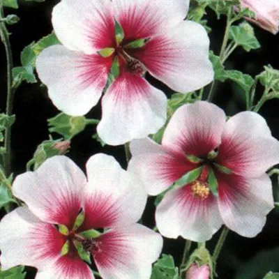 Obrázek produktu pro 6 x Sléz keřový - Lavatera maritima - květináč 9cm x 9cm