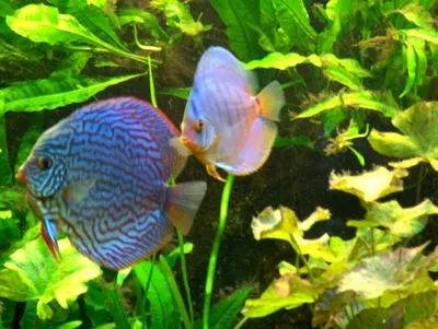 Produktbild von Wasserpflanzen Set für Diskus Aquarium 350-500 l