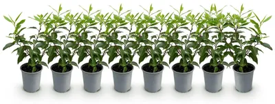 Image de Green boutiQ - Plantes de haie - Prunus lusitanica Angustifolia - feuillage vert - 8 plants - 1 mètre linéaire - à feuillage persistant - pot de 9 cm, hauteur 30-35 cm
