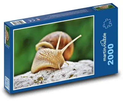 Zdjęcie produktu dla martinpuzzle - Puzzle 2000 - Ślimak