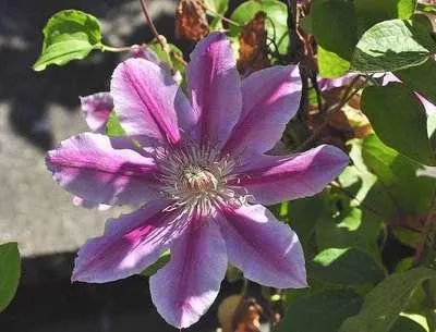 Zdjęcie produktu dla Clematis hybr. 'Dr Ruppel' - Clematis hybr. 'Dr Ruppel' 50-60 cm | doniczka