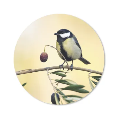 Produktbild von MuchoWow® Mauspad Mousepad Vogel auf einem Zweig mit einer Beere 20x20 cm - Mousepads - Maus Mat - Pad - Mausunterlage - Schreibtischmatte