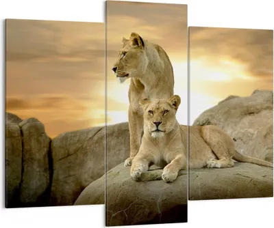 Produktbild von Bild auf Leinwand - Leinwandbild - Löwen Sonnenuntergang Felsen Krallen - 130x100cm - Wand Bild - Wanddeko - Leinwanddruck - Bilder - Kunstdruck - Leinwand bilder - Wandkunst - CB130x100-2958