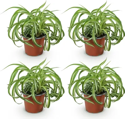 Obrázok produktu pre Chlorophytum comosum Bonnie, sada 4 rastlín, priemer 12cm, výška 20 - 25cm