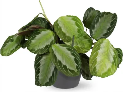 Productafbeelding van Maranta Fascinator Silverband Gebetspflanze plant - kamerplant 12cm kantoor