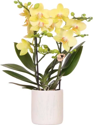 Produktbild von Kolibri Orchidee 'Mexico' – Gelb blühend + Ziertopf Hellblau – Ø9 cm – Zimmerpflanze vom Züchter