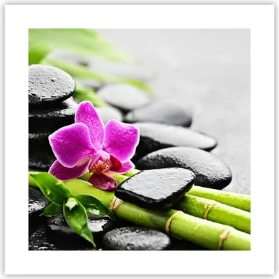 Produktbild von Poster - Poster ohne Rahmen - Pflanze Steine Bambus Spa - 40x40 cm - Wand Bild - Wanddeko - Wandbilder - Kunstposter - Wandposter - Bilder - Kunstdruck - Wanddekoration - Wandbild - P2XAC40x40-2681