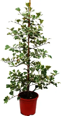 Zdjęcie produktu dla Ficus triangularis variegata - Figowiec o trójkatnych lisciach - Figa naturalna