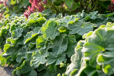 Produktbild von Alchemilla mollis 'Robustica', Frauenmantel, grün, ca. 9x9 cm Topf