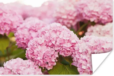 Produktbild von MuchoWow® Poster Busch - Blumen - Rosa - Hortensie 120x80 cm - Bilder