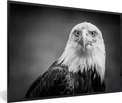 Produktbild von MuchoWow® Gerahmtes Poster Adler - Raubvogel - Schwarz - Weiß - Tiere 90x60 cm - Poster mit Schwarzem Bilderrahmen Wandposter Rahmen Foto Bilder - Fotorahmen - Foto-Plakat