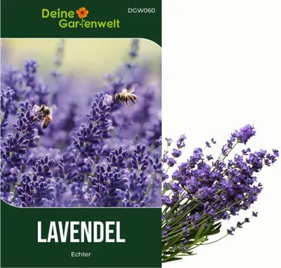 Produktbild von Lavendel Echter Samen - Lavandula angustifolia - Lavendelsamen - Kräutersamen - Saatgut für 50 Pflanzen