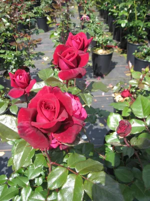 Produktbild von Rosa Bellevue ® - Edelrose Bellevue ® - Kordes Rose