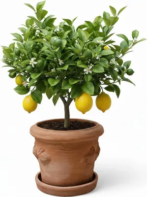 Produktbild von Famanu Terracotta Pflanztopf mit Untersetzer für Innen und Außen - XXL Blumentopf 40 cm