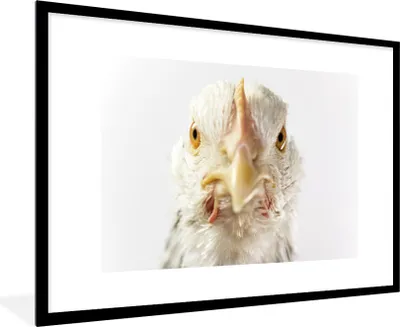 Produktbild von MuchoWow® Gerahmtes Poster Huhn - Vogel - Schnabel 90x60 cm - Poster mit Schwarzem Bilderrahmen Wandposter Rahmen Foto Bilder - Wanddekoration - Fotos