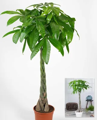 Produktbild von BALDUR Garten 1x Pachira Aquatica ca. 120-130 cm hoch, im 24 cm-Topf, Glückskastanie, Zimmerpflanze, Grünpflanze, mehrjährig - frostfrei halten, Pachira aquatica