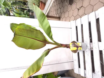 Produktbild von Ensete ventricosum Maurelli 100-140 cm rote Zierbanane Riesenbanane Pflanze Bananenbaum
