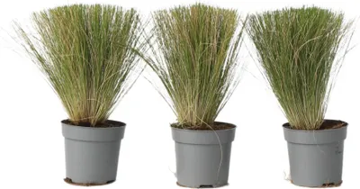Produktbild von Federgras - 3 Stk - Stipa tenuifolia 'Pony Tails' - Höhe 20-30cm - ⌀9cm