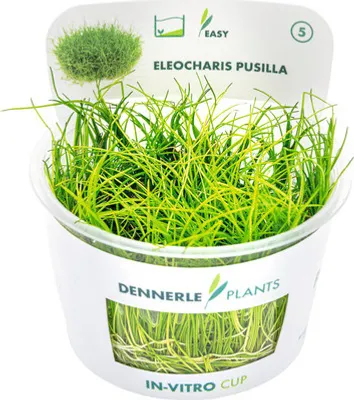 Obrázek produktu pro Bahnička nízká Eleocharis pusilla In-Vitro