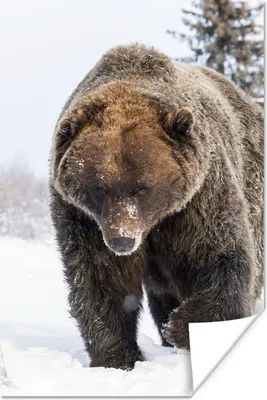 Produktbild von MuchoWow® Poster Braunbär im Schnee 20x30 cm - Papierdruck