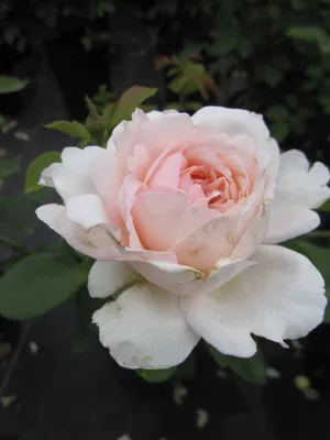 Produktbild von Rosa Emily Bronte ® - Strauchrose - Austin Rose