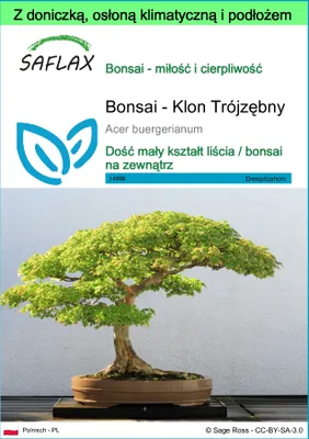 Zdjęcie produktu dla SAFLAX - Garden to go - Bonsai - Klon Trójzębny - 30 Nasiona - Z doniczką, pokrywą klimatyczną i podłożem do uprawy - Acer buergerianum