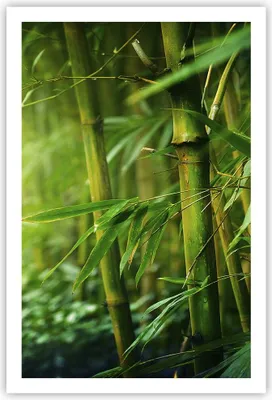 Produktbild von Poster - Poster ohne Rahmen - Bambus Pflanze - 61x91,5 cm - Wand Bild - Wanddeko - Wandbilder - Kunstposter - Wandposter - Bilder - Kunstdruck - Wanddekoration - Wandbild - P2XPA61x91-3558