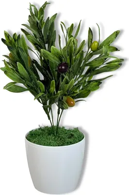 Obrázek produktu pro Rostlina v květináči - Oliva s plody 37 cm