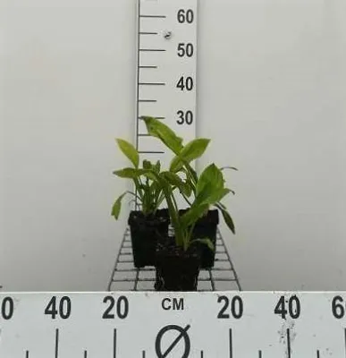 Produktbild von 6 x  Lysichiton camtschatcensis - Weiße Scheinkalla - Topf 9 x 9 cm