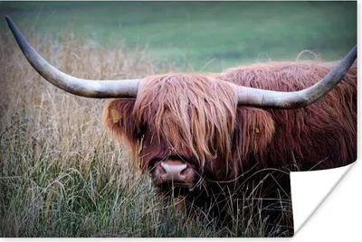 Produktbild von MuchoWow® Poster Schottischer Highlander - Porträt - Rindsleder 180x120 cm - Fotoplakat