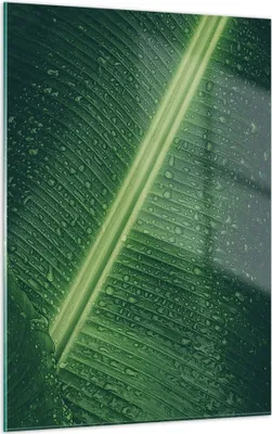 Produktbild von Bilder auf glas - Einteilig - Makro Blatt Tropfen - 50x70cm - Glasbilder - Wandbilder - Bilder - zum Aufhängen bereit - Wanddekoration aus Glas - Glas Bilder - Wandbild auf Glas - GPA50x70-4372