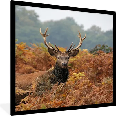 Produktbild von MuchoWow® MuchoWow® Gerahmtes Poster Hirsch - Baum - Herbst 40x40 cm - Poster mit zchwarzem Bilderrahmen - Mit Rahmen - Wanddekoration Schlafzimmer