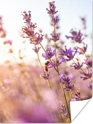 Produktbild von MuchoWow® Poster Lavendel - Nahaufnahme - Sonne - Blumen - Lila 120x160 cm - Wandbilder