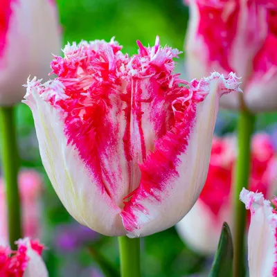 Produktbild von Tulpenzwiebeln Winterhart Mehrjährig Rosa & Rot Mischung - 25 Blumenzwiebeln - Echte Pflanzen aus Holland - Tulpen zwiebeln für Garten, Töpfe und Balkon (große Knollen, kein Samen, nicht künstlich)