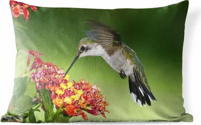 Produktbild von MuchoWow® Outdoor Kissen - Kolibri - Blume - Vogel - 50x30 cm - Wetterfest - Lounge Kissen - Sofa kissen - Wohnzimmer Dekoration