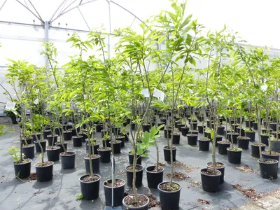 Produktbild von Esskastanie Castanea sativa 180 cm Kastanie Kastanienbaum Pflanze winterhart